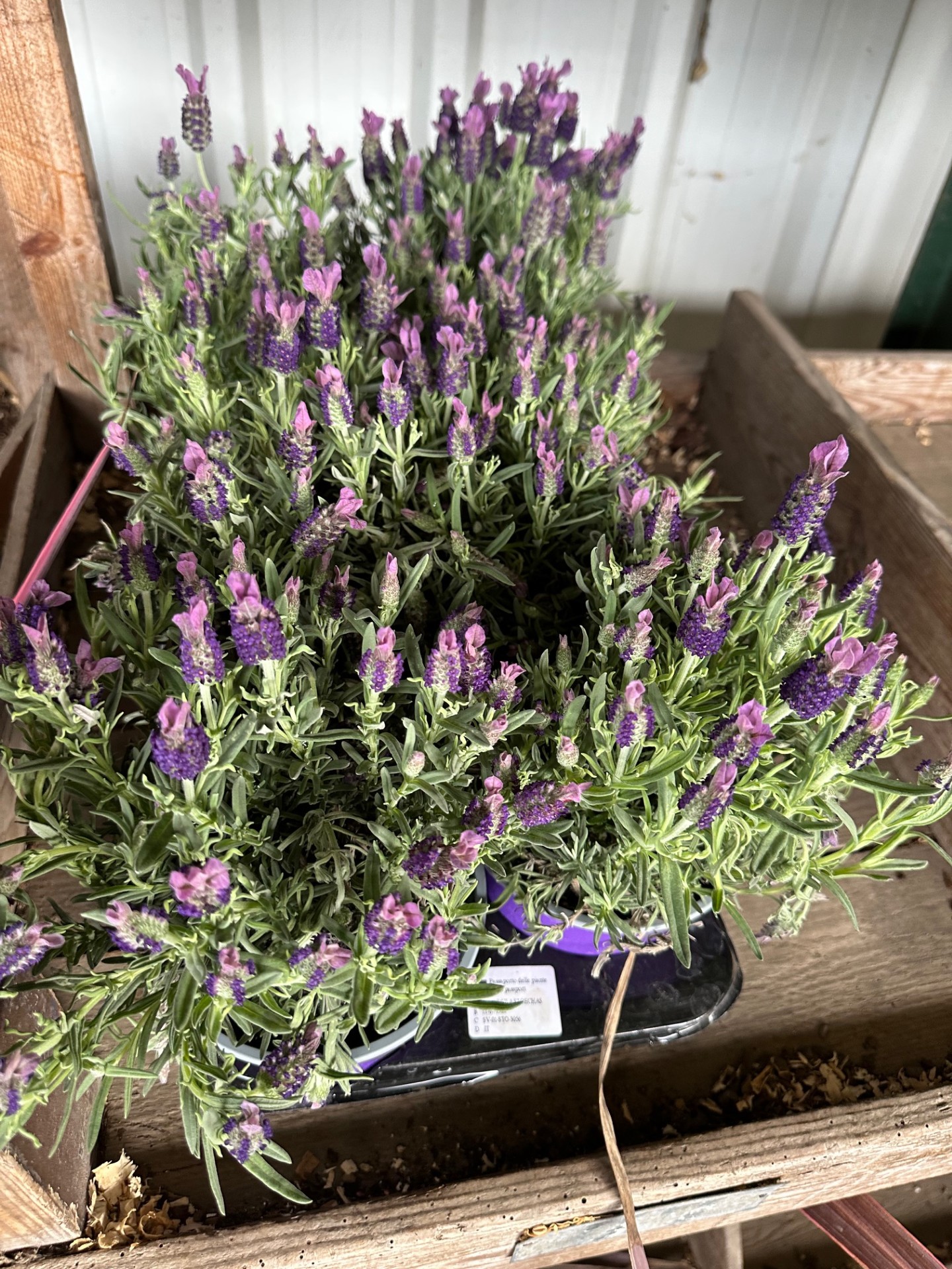 Back To The Garden
